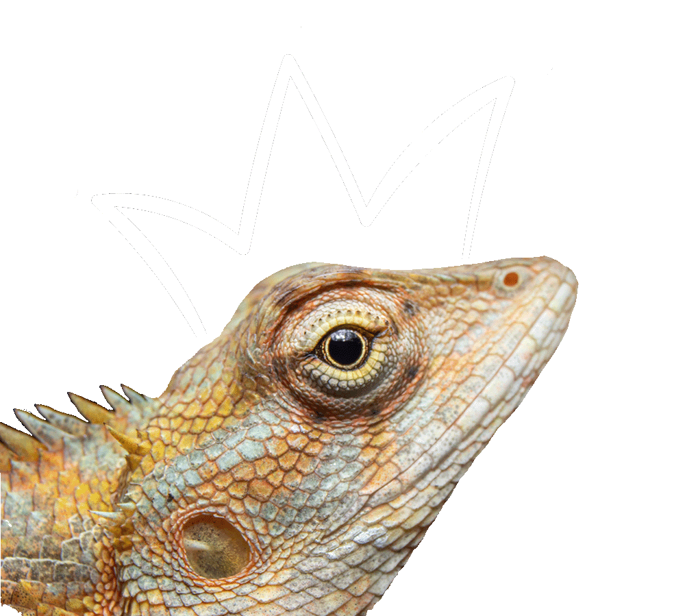 KingSankalpa Protocol